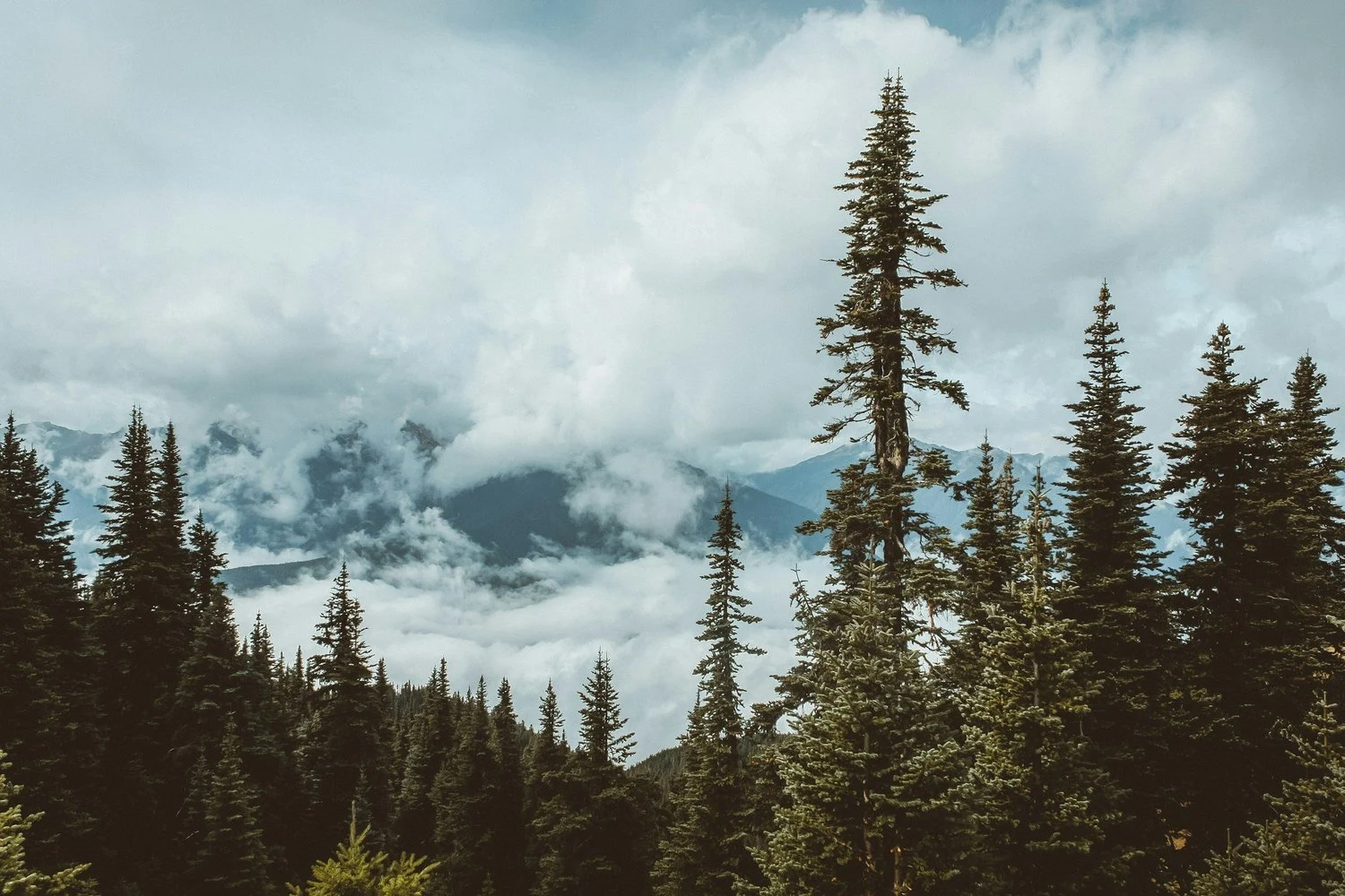 Mountain landscape with tall evergreen trees and fog-covered mountains in the background.