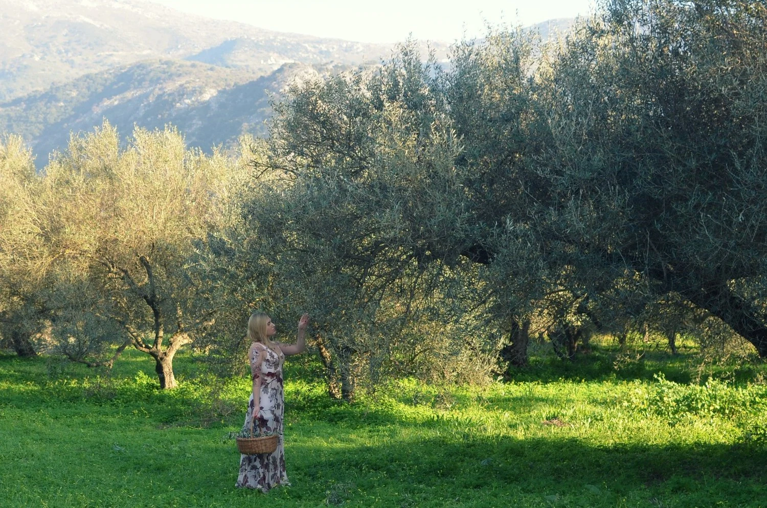 A woman in a floral dress holding a basket looks at olive trees in an orchard with mountains in the background.